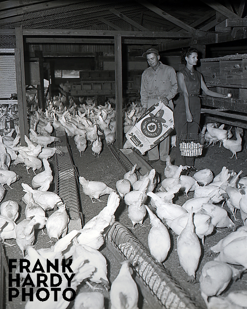 Red Hat Chicken Feed 1_SFW_4_4_12